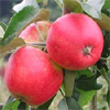Apples